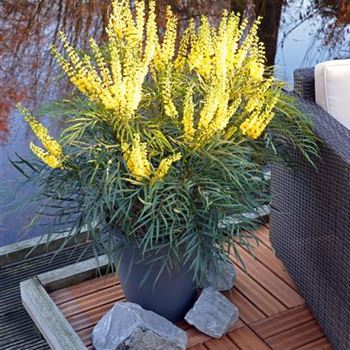 Mahonia_Soft_Caress_2.JPG