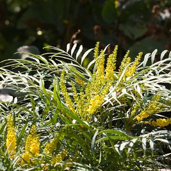 Mahonia_Soft_Caress_4.jpg