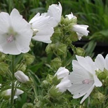 malva_moschata_alba_GM_R2.jpg