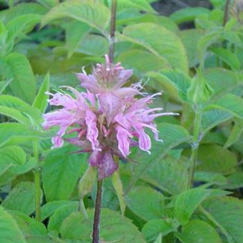 Monarda_Croftway_Pink_BM_R2.jpg