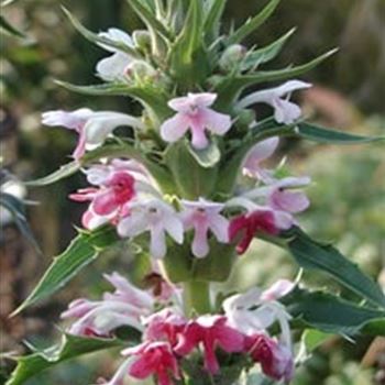 morina_longifolia_GM_R2.jpg