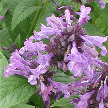 nepeta_subsessilis_GM_Q1.jpg