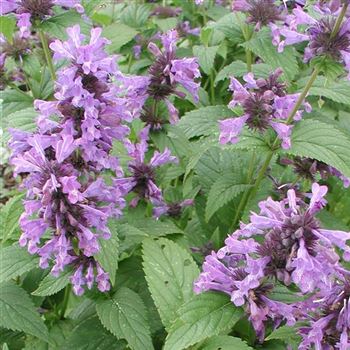 nepeta_subsessilis_GM_Q2.jpg