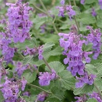 nepeta_racemosa_superba_GM_Q1.jpg