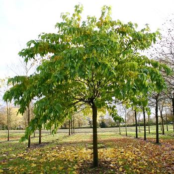 MBO_Sol_baum_5xv_-300x40-45x500-700_R_J_HE372_2_12_11_04_1770.jpg
