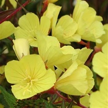 oenothera_tetragona_hohes_licht_GM_Q1.jpg