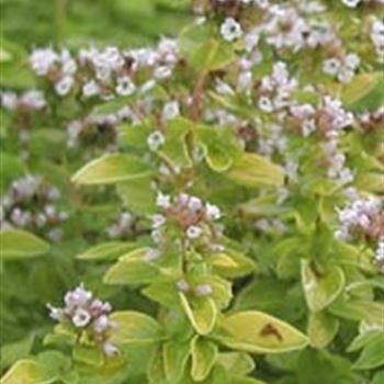 origanum_vulgare_thumbles_variety_GM_R2.jpg