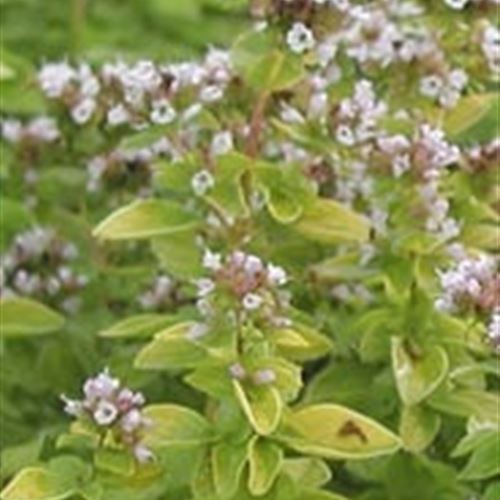 Origanum vulgare 'Thumbles Variety'