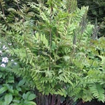 osmunda_regalis_purpurascens_GM_R2.jpg