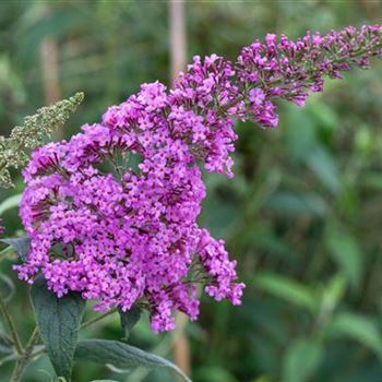 Buddleja davidii 'Pink Delight'