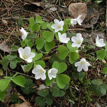 oxalis_acetosella_GM_R3.jpg