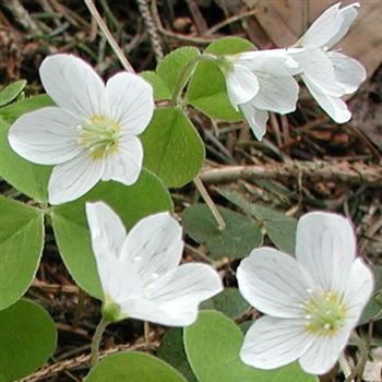 oxalis_acetosella_GM_Q1.jpg