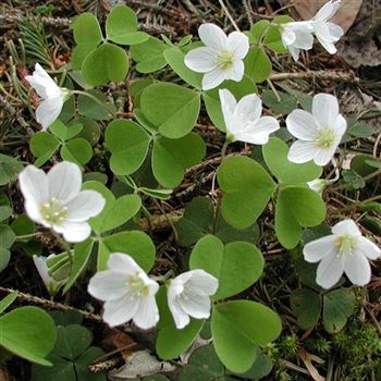 oxalis_acetosella_GM_Q2.jpg