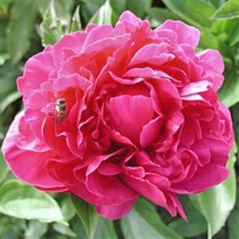 paeonia_lac_bunker_hill_GM_1.jpg