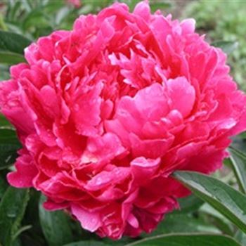 paeonia_lactiflora_felix_crousse_GM_Q1.jpg