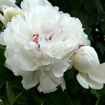 paeonia_lactiflora_festiva_maxima_GM_R2.jpg