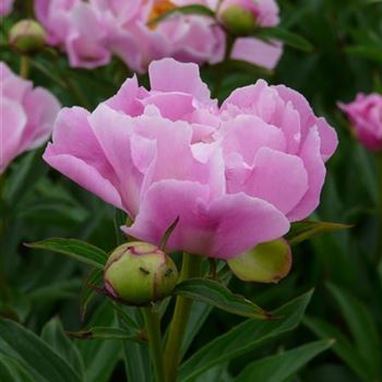 paeonia_lactiflora_holbein_GM_R2.jpg