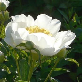 paeonia_lactiflora_jan_van_leeuwen_GM_R2.jpg