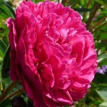 paeonia_lactiflora_kansas_GM_R2.jpg