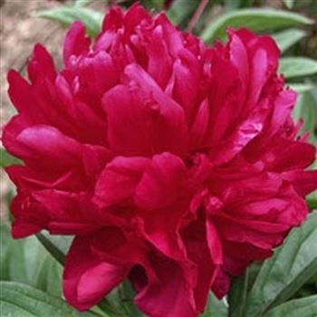 paeonia_lac_karl_rosenfield_GM_Q1.jpg