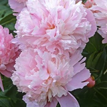 Paeonia_lactiflora_Lady_Alexandra_Duff_GM_R2.jpg