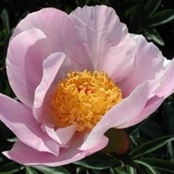 paeonia_lactiflora_nymphe_GM_R2.jpg