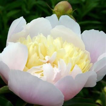 paeonia_lactiflora_primevere_GM_Q1.jpg