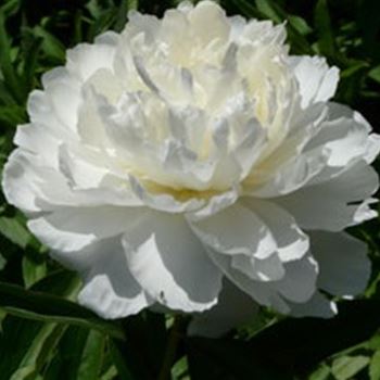 paeonia_lactiflora_shirley_temple_GM_Q1.jpg