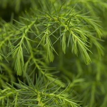 Cryptomeria japonica 'Elegans Viridis'