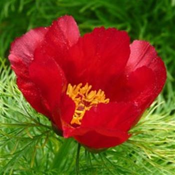 paeonia_tenuifolia_GM_Q1.jpg