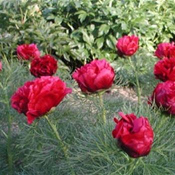 paeonia_tenuifolia_plena_GM_R2.jpg