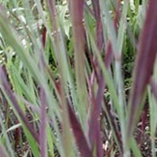Panicum virgatum 'Heiliger Hain'