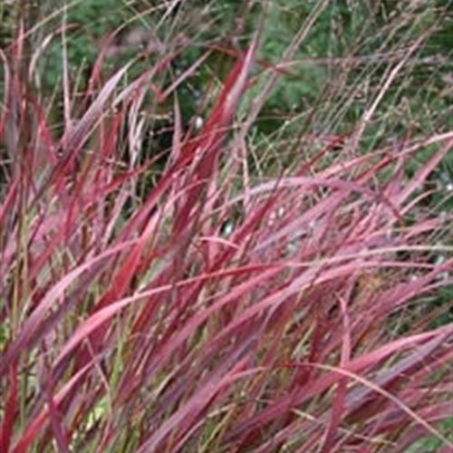 Panicum virgatum 'Shenandoah'