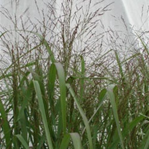 Panicum virgatum 'Warrior'