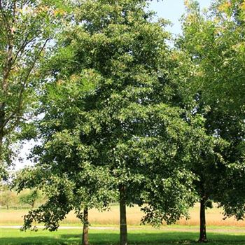 AGL_Sol_baum_5xv_300-400x60-70x700-900_G_WI369_16_07_07_19001.jpg