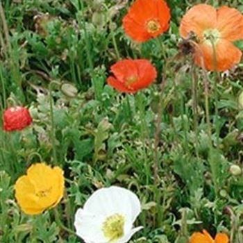 papaver_nudicaule_gartenzwerg_GM_Q1.jpg