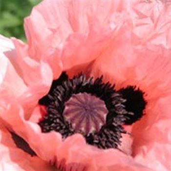 papaver_orientale_catharina_GM_R2.jpg