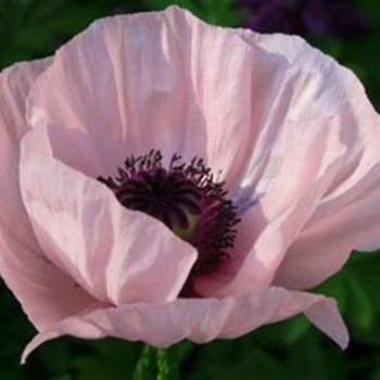 papaver_orientale_karine_GM_R2.jpg