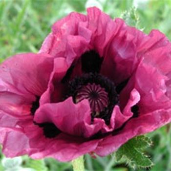 papaver_orientale_pattys_plum_GM_R2.jpg