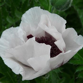 papaver_orientale_perrys_white_GM_R2.jpg