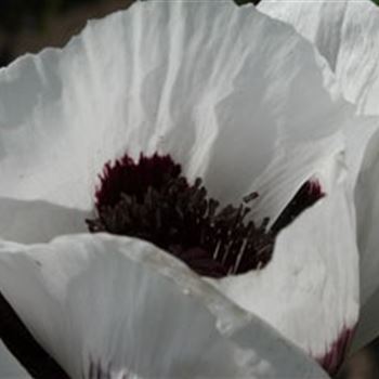 papaver_orientale_royal_wedding_GM_R2.jpg