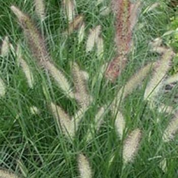 pennisetum_alopecuroides_herbstzauber_GM_R2.jpg