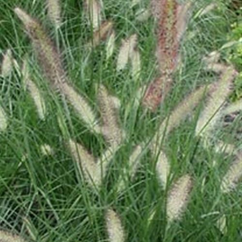 Pennisetum alopecuroides 'Herbstzauber'