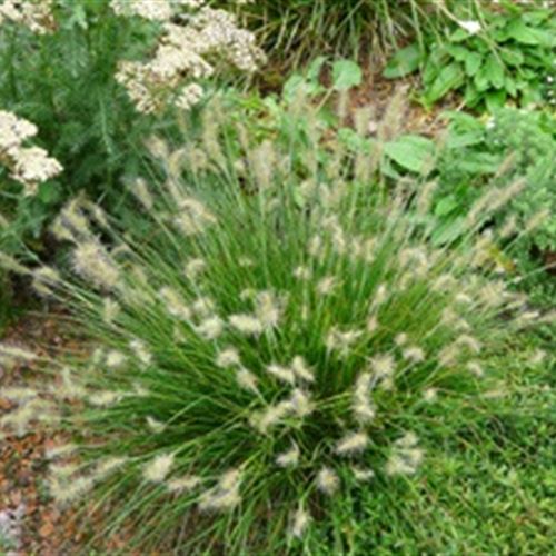 Pennisetum alopecuroides 'Little Bunny'