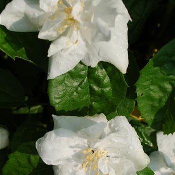 Philadelphus_Natchez_3.jpg