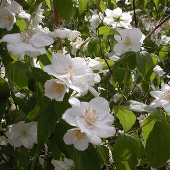 Philadelphus_Natchez_4.JPG