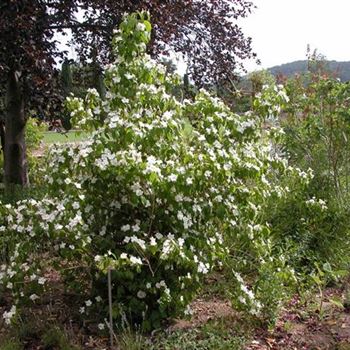 Philadelphus_Natchez_5.JPG