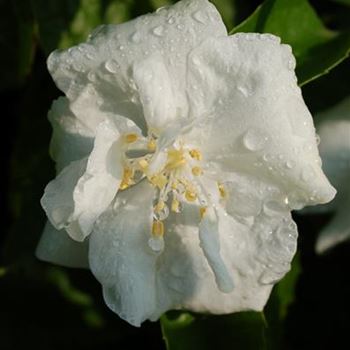 Philadelphus_Natchez.jpg