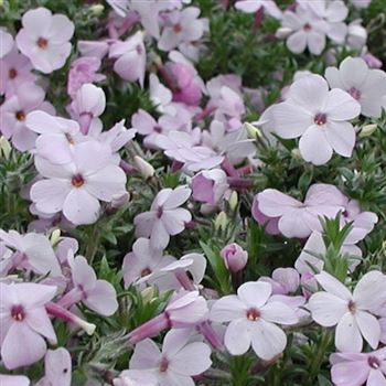 phlox_douglasii_rose_queen_GM_Q1.jpg