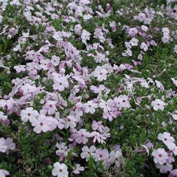 phlox_douglasii_rose_queen_GM_R2.jpg